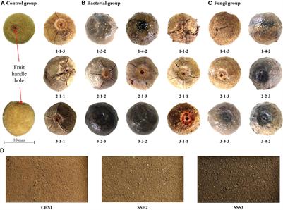 The metagenomics of soil bacteria and fungi and the release of mechanical dormancy in hard seeds